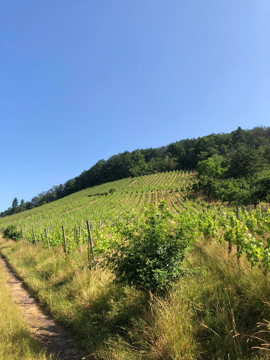 Zeiler Mönchshang – Eine der besten Weinlagen Deutschlands