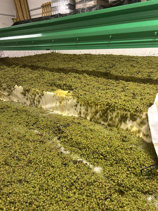 Start der Weinlese 2025 im Mainstockheimer Hofstück