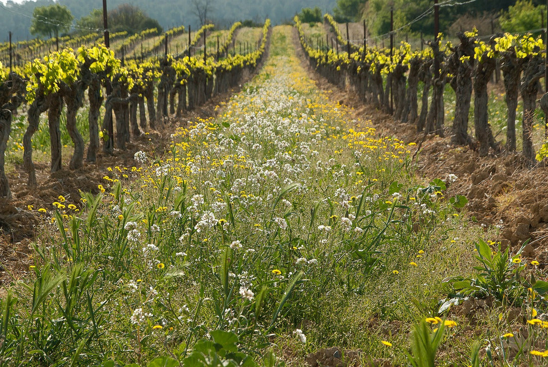Die besten Frühlingsweine – Welche Weine passen jetzt perfekt?