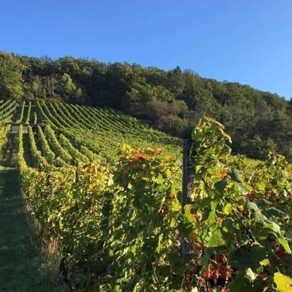 Zeiler Mönchshang: Eine der ältesten und besten Weinbergslagen Deutschlands