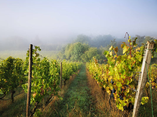 Von der Rebe ins Glas: Ein Jahr im Weinberg