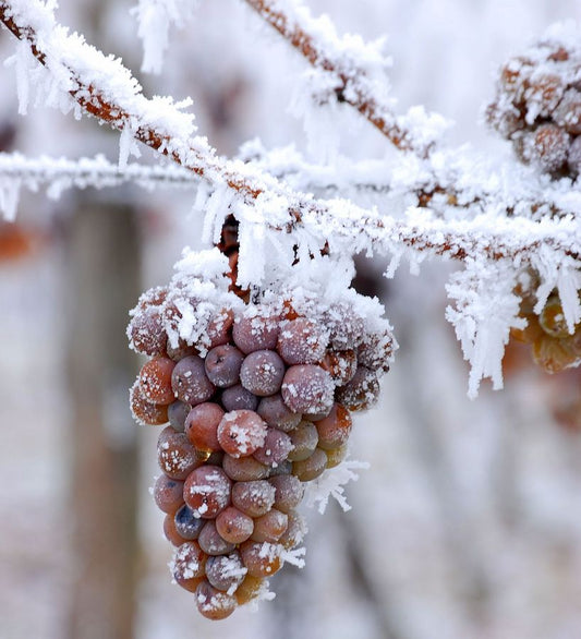Eiswein – flüssiges Gold aus gefrorenen Trauben