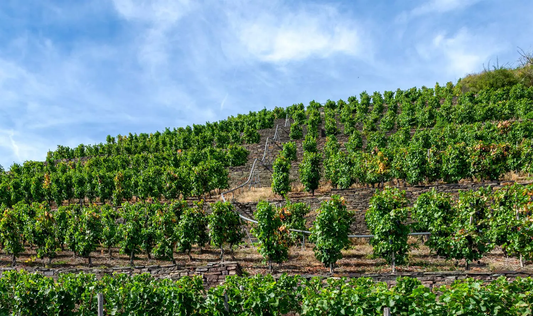 Histaminfreier Wein – Genuss ohne Beschwerden