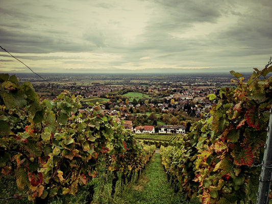 Die 5 größten Wein-Irrtümer – und was wirklich stimmt