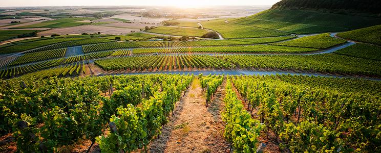 Primitivo – Der beliebte Rotwein aus Apulien
