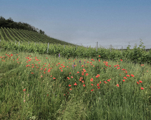 Alkoholfreier Wein – Genuss ohne Promille