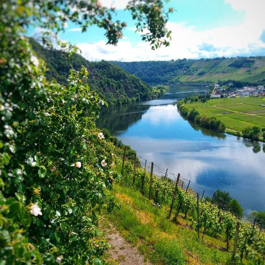 Mosel, Nahe und Franken: Drei Weinregionen im Vergleich – Unterschiede, Gemeinsamkeiten und herausragende Weingüter