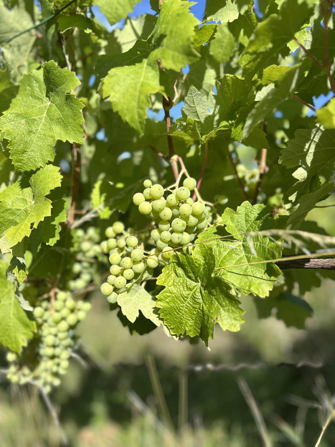 Vom Weinberg ins Glas: Die Kunst der Weinherstellung