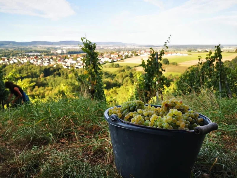 Riesling – Der perfekte Wein für Liebhaber edler Weißweine