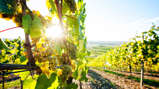 Sommerweine – So schmeckt der Sommer richtig