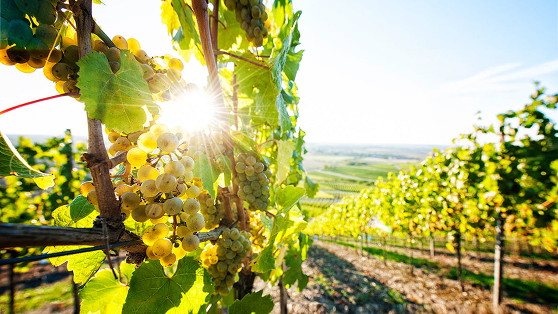 Die Bedeutung von Biowein: Warum Markus Meier auf Bioland-Zertifizierung setzt