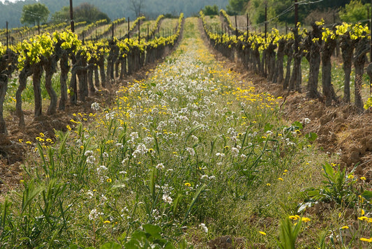 Die besten Frühlingsweine – Welche Weine passen jetzt perfekt?