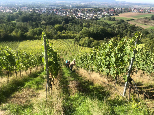 Eines der spannendesten Weingüter in Deutschland