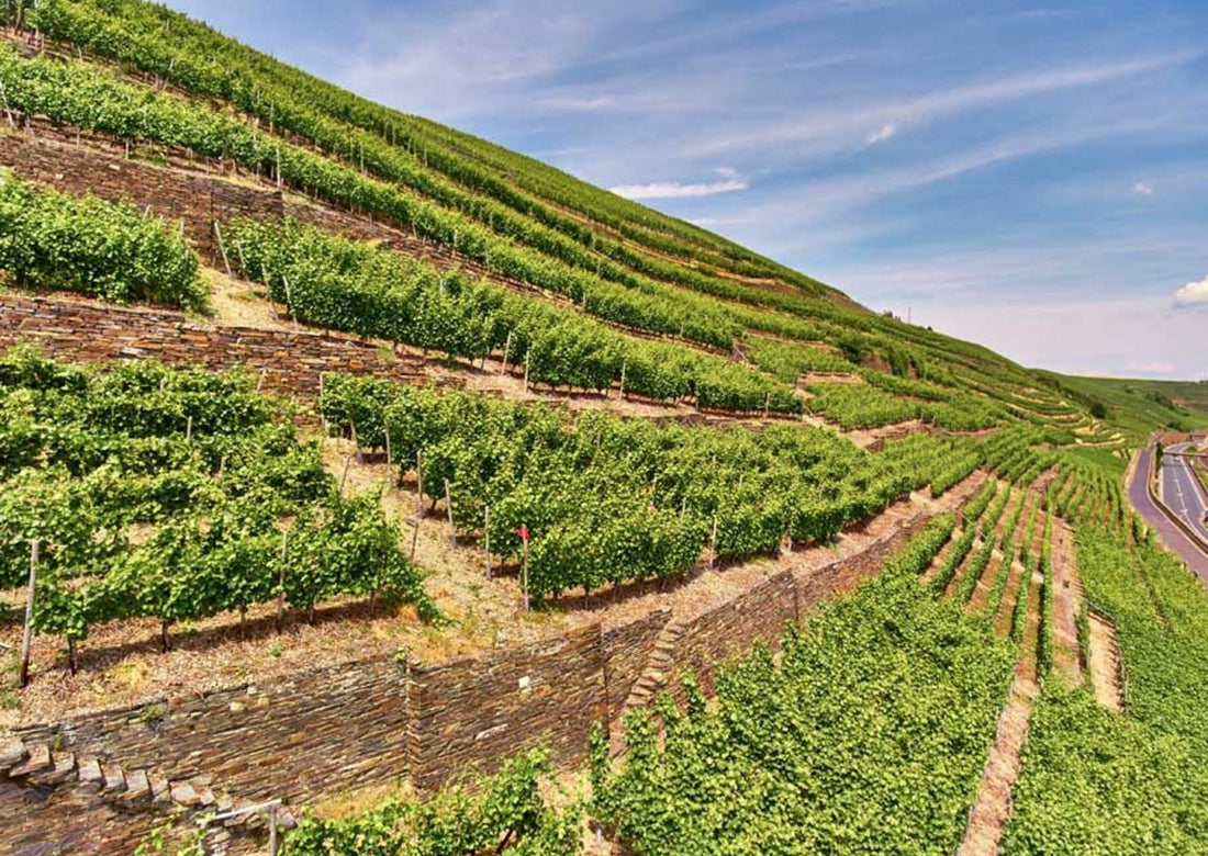 Die bekanntesten Weinregionen Deutschlands: Vielfalt und Terroir erleben