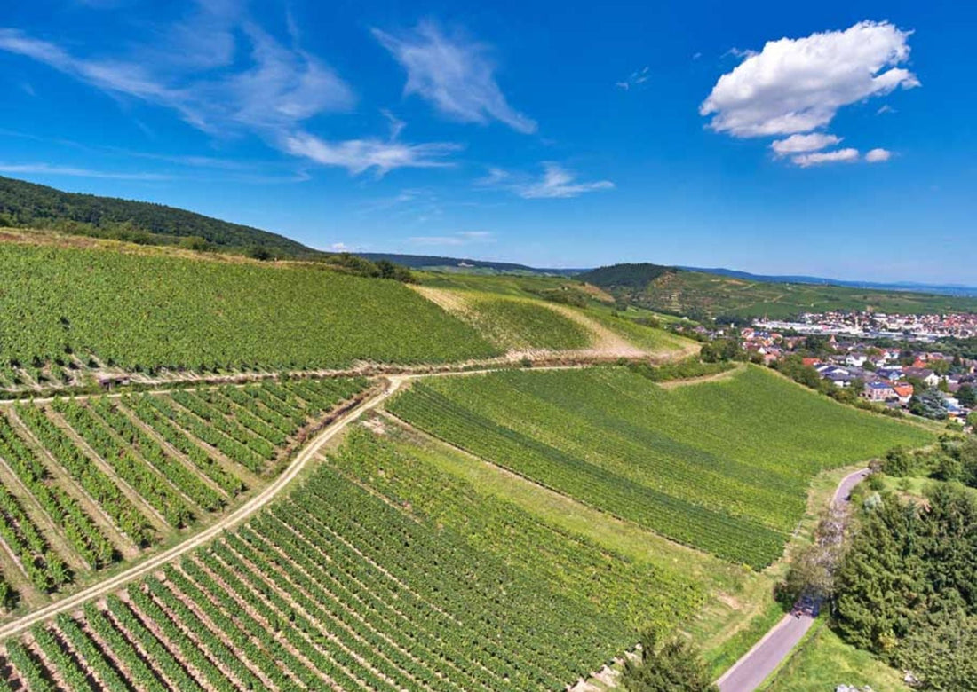 Was ist eine Weinlage? Herkunft, Qualität und Terroir im Detail