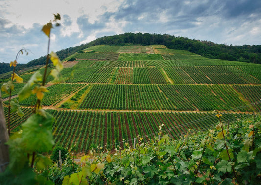 Von Steillagen und Spitzenweinen – Große Lagen, große Weine