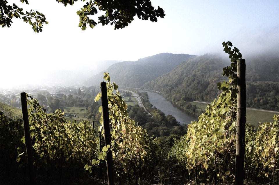 Weintradition in Deutschland – Historie, Regionen und Genuss