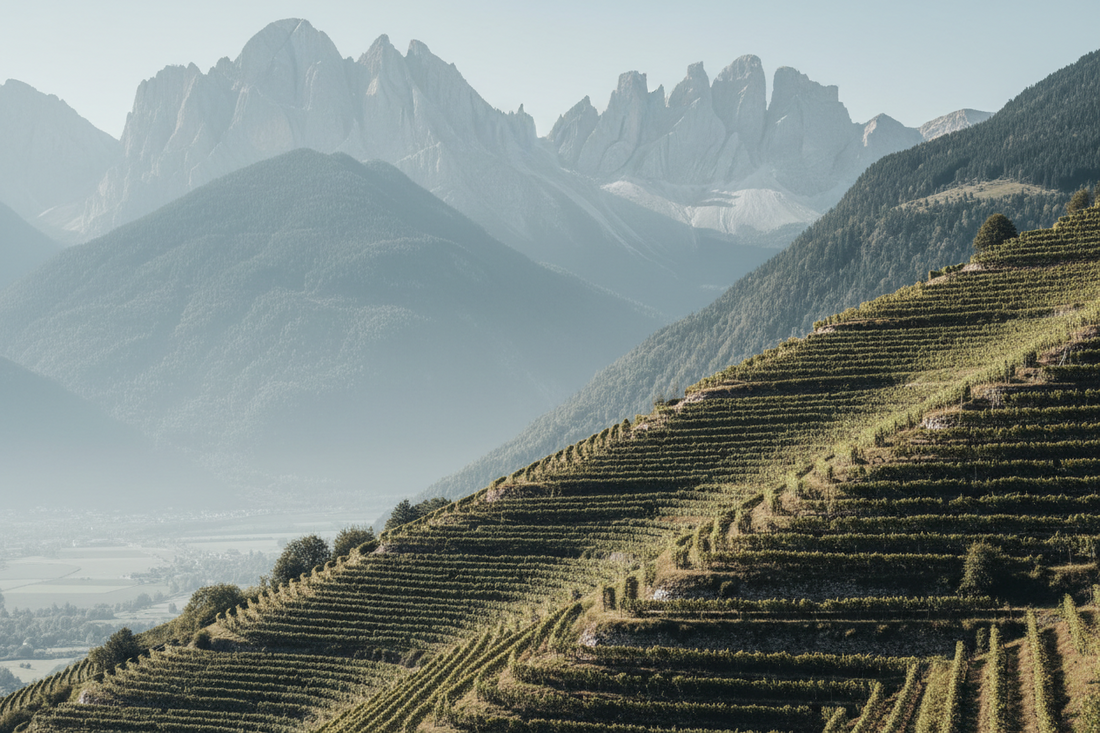 Terrassierte Weinberge in Südtirol mit Dolomitengipfeln im Hintergrund