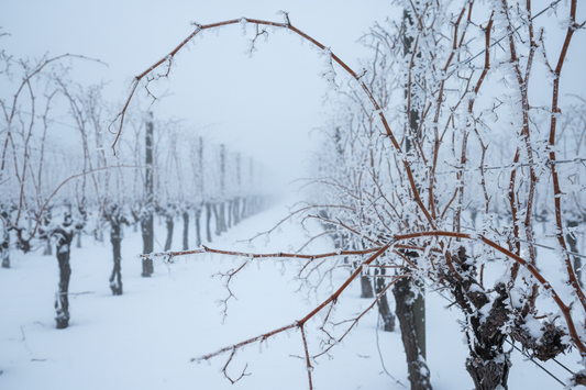 Eiswein: Süße Intensität aus gefrorenen Trauben