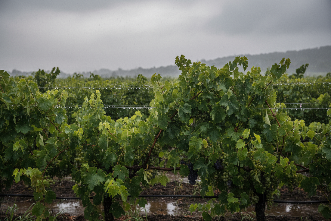 Bewässerung im Weinbau: Zwischen Trockenstress und Nachhaltigkeit