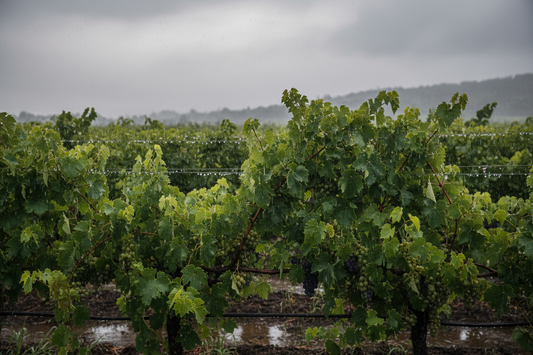 Bewässerung im Weinbau: Zwischen Trockenstress und Nachhaltigkeit