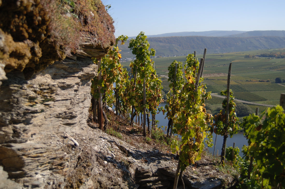 Was ist eigentlich Terroir? – Wie Boden und Klima den Wein prägen